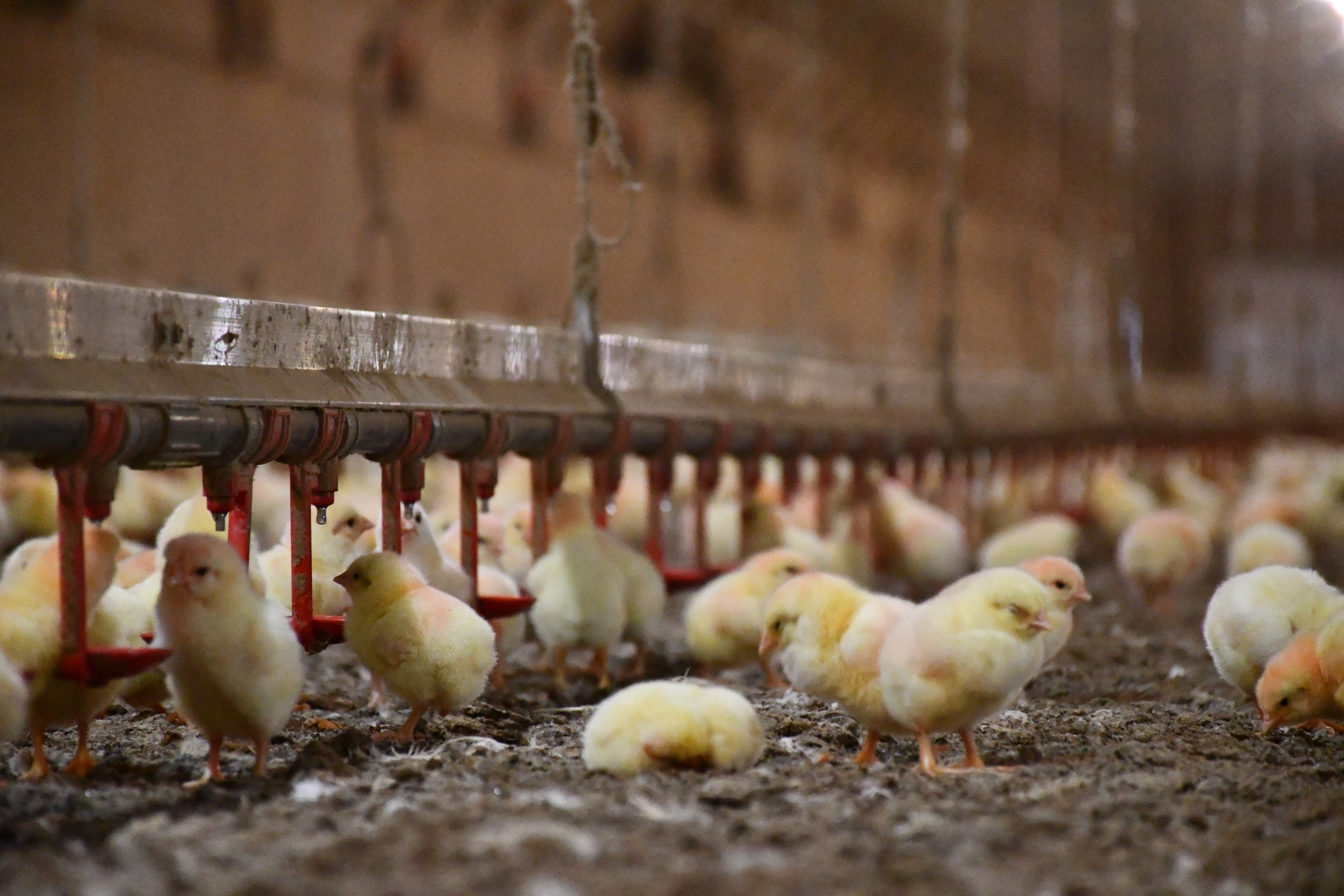 Poultry Disease Detection via Drinking Behavior | WATTPoultry.com