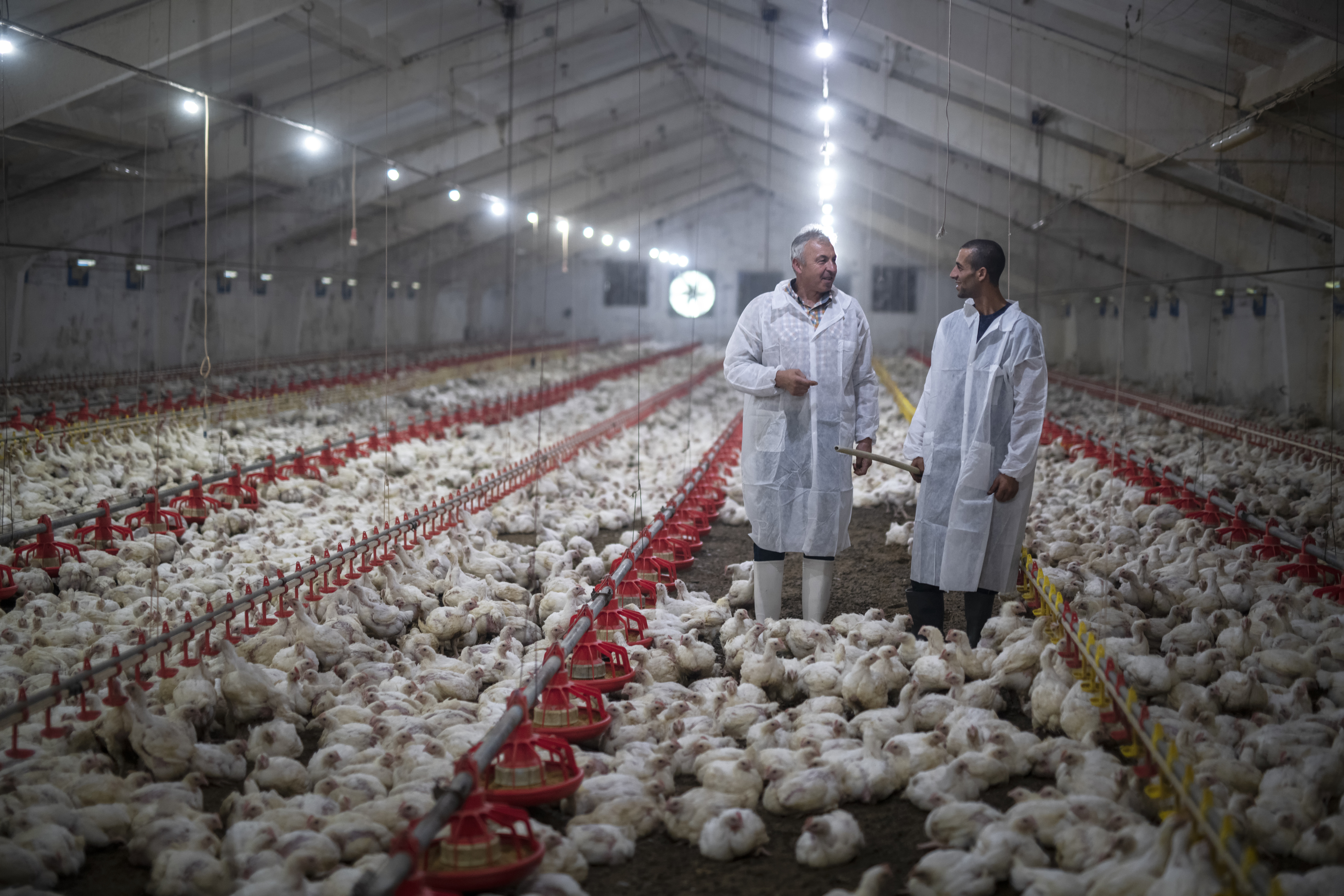 HPAI negatively impacts the poultry workforce too | WATTPoultry.com