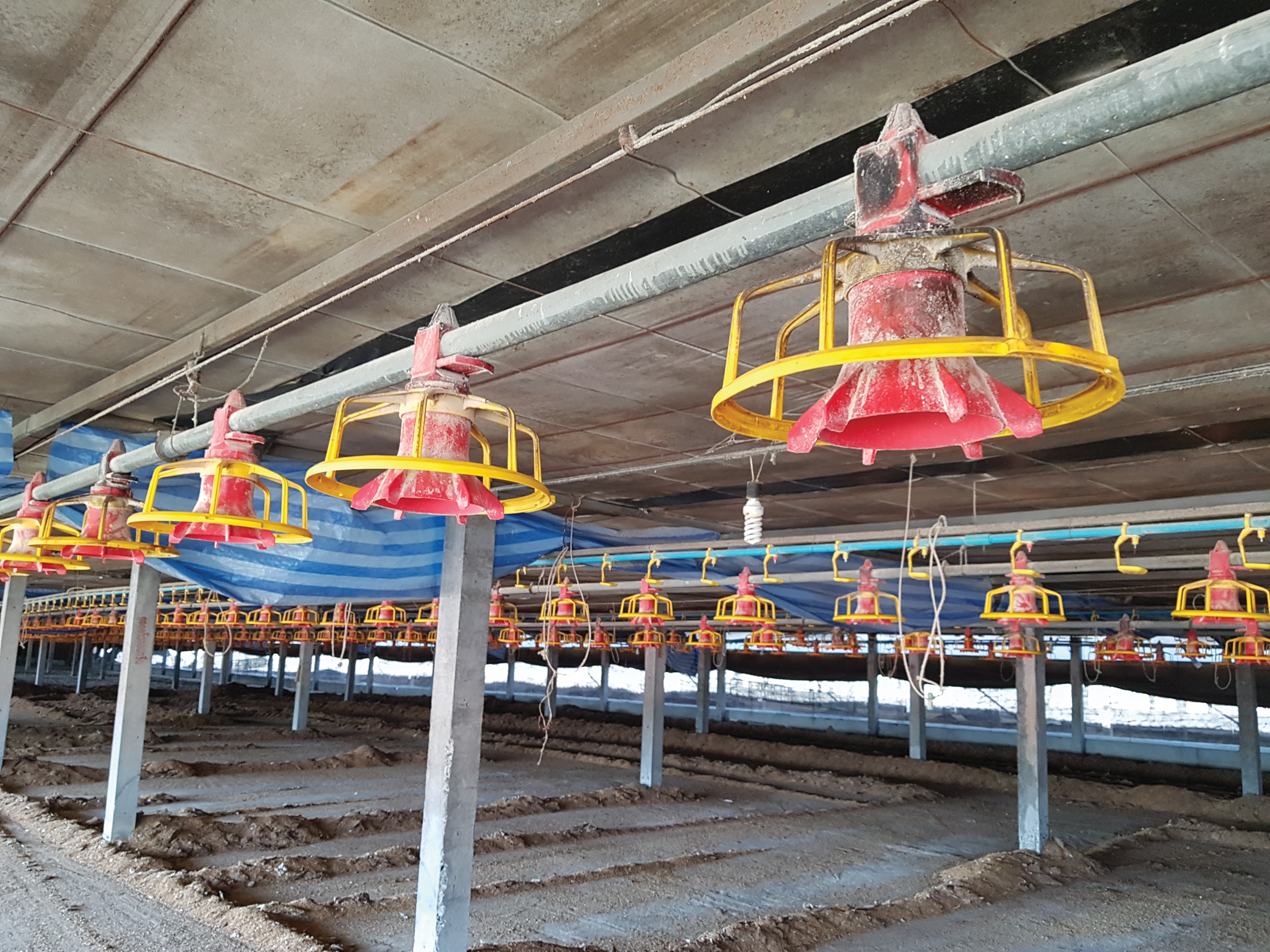 Optimizing broiler catch for transport to the processing plant ...