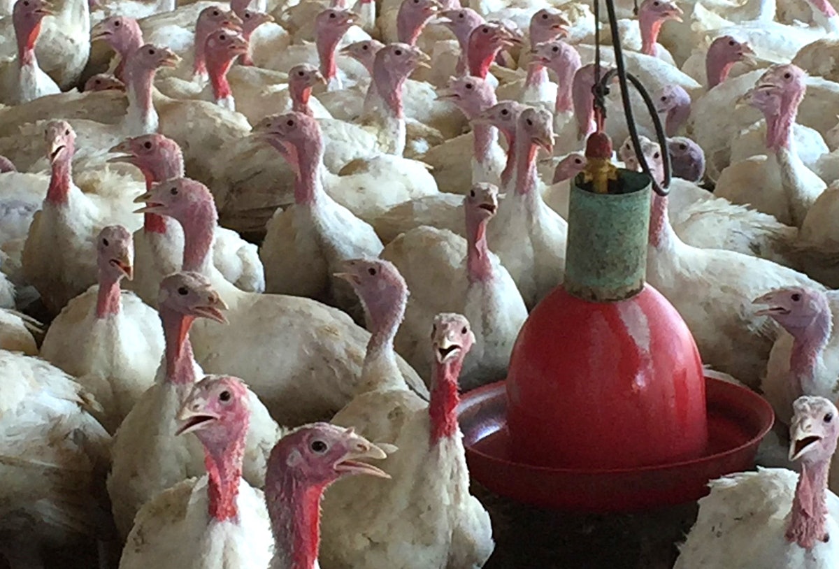 Avian flu hits flock of 62,200 turkeys in Michigan