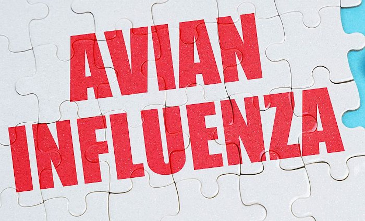 8 European states confirm new avian flu outbreaks on poultry farms