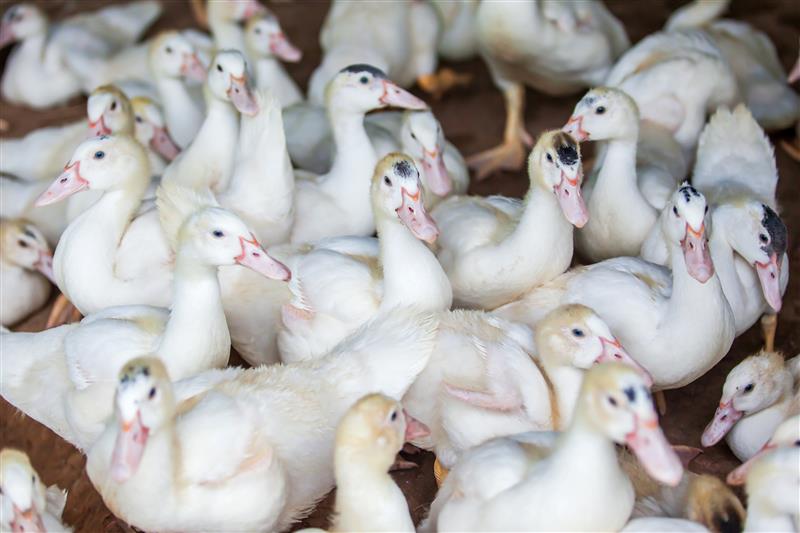 3 more Indiana duck flocks lost to avian influenza | WATTPoultry.com