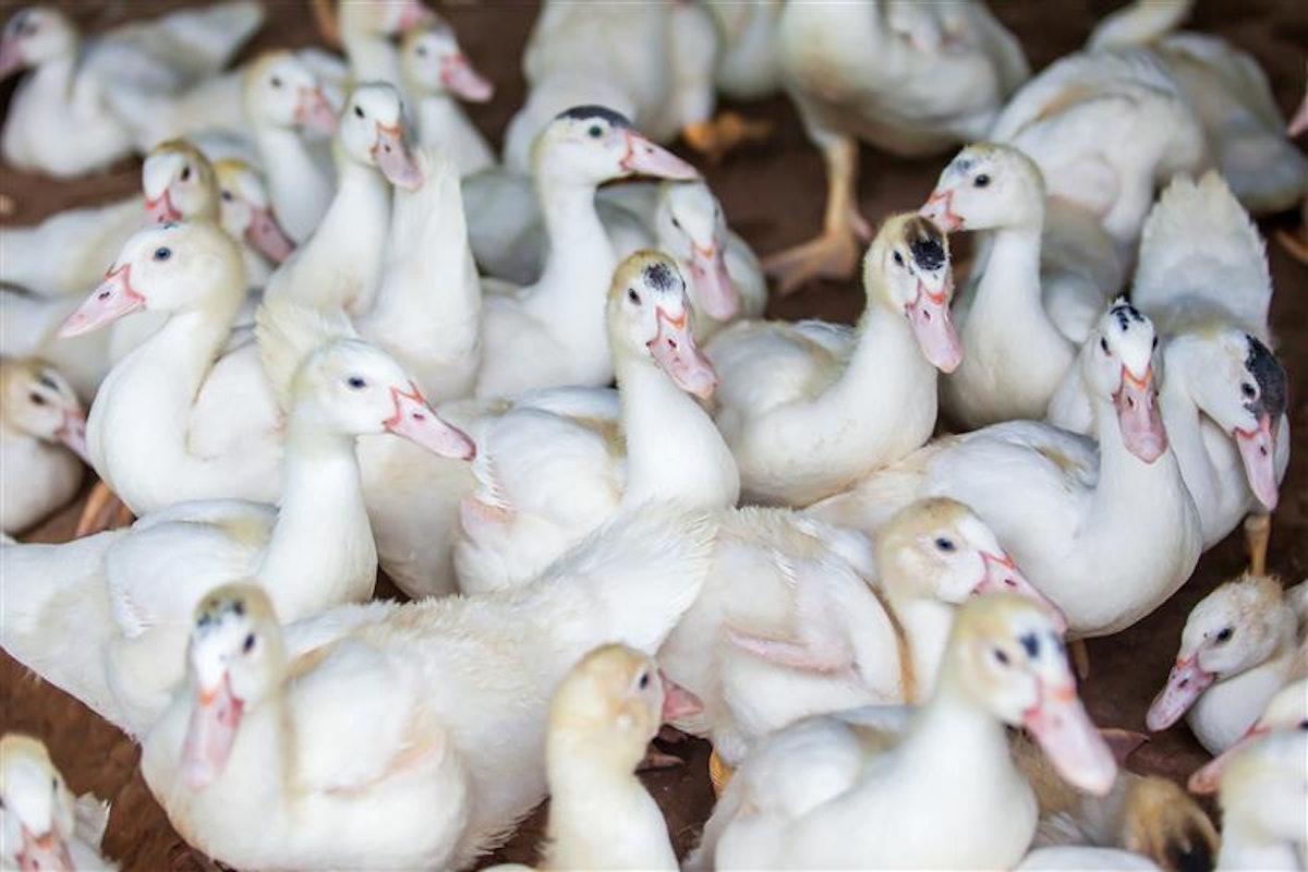 3 more Indiana duck flocks lost to avian influenza