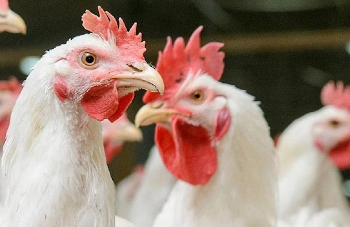 Newcastle disease cases confirmed in Peru, Slovakia, Poland