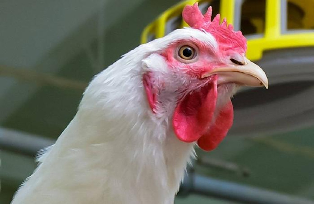 Maryland reports presumed positive case of HPAI in broilers