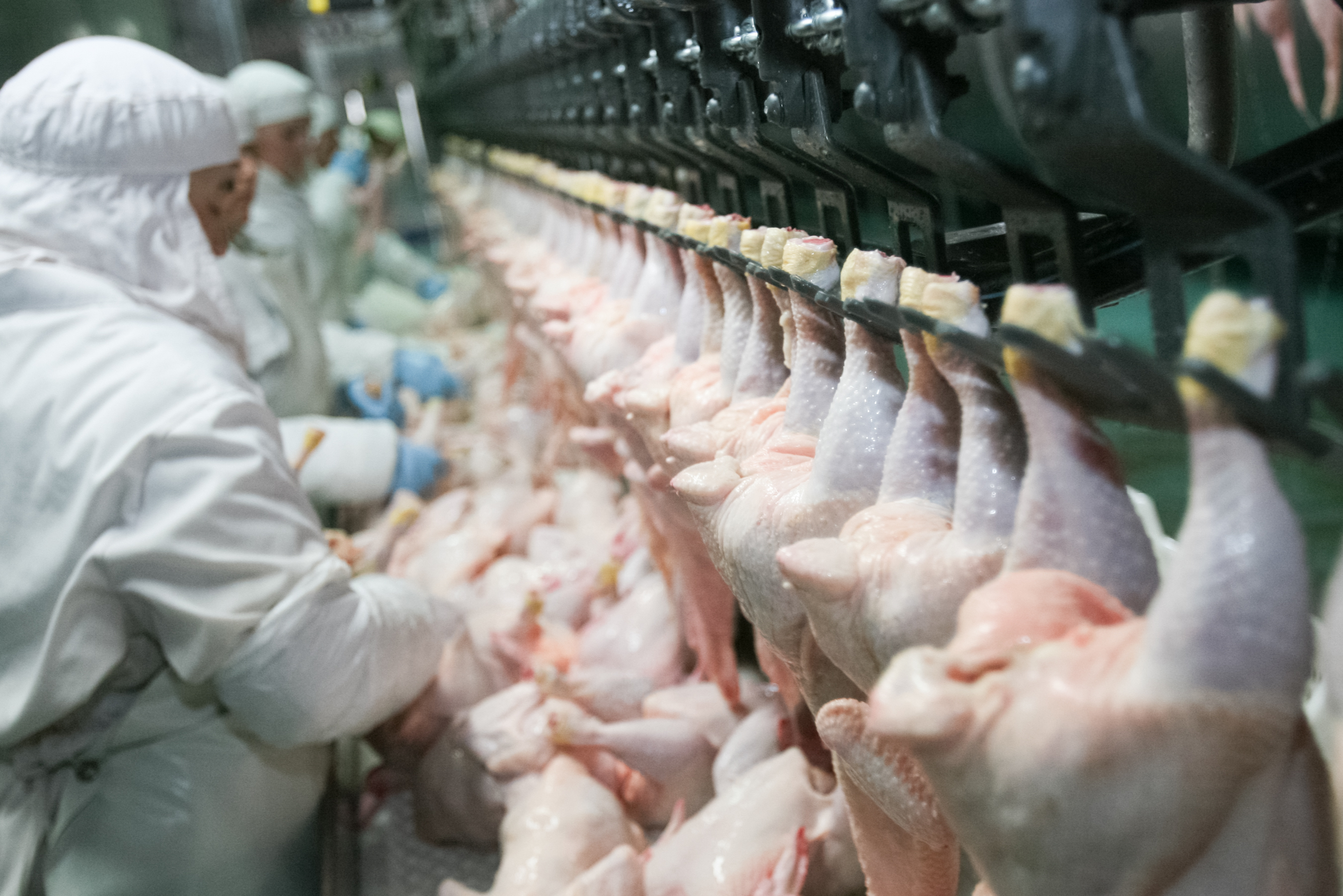 Poultry processing shifts to chemical-free cleaning | WATTPoultry.com