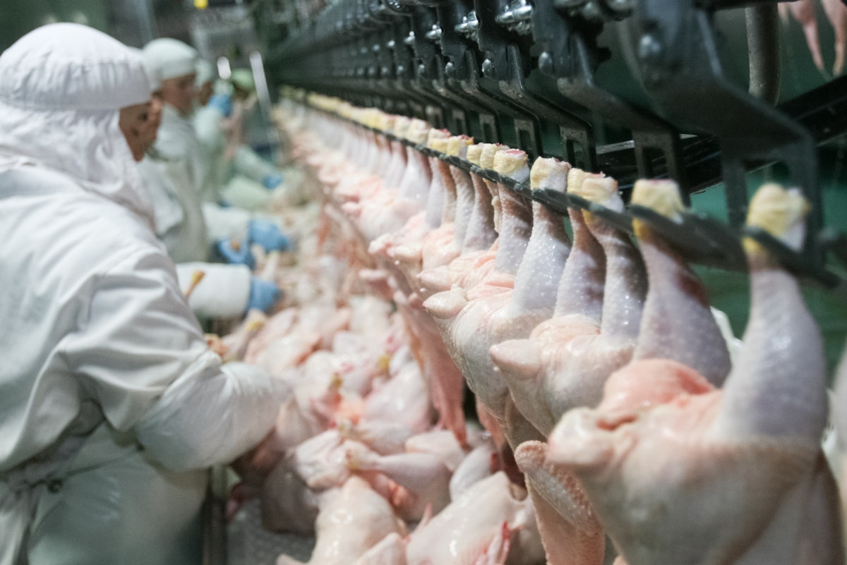 Poultry processing shifts to chemical-free cleaning