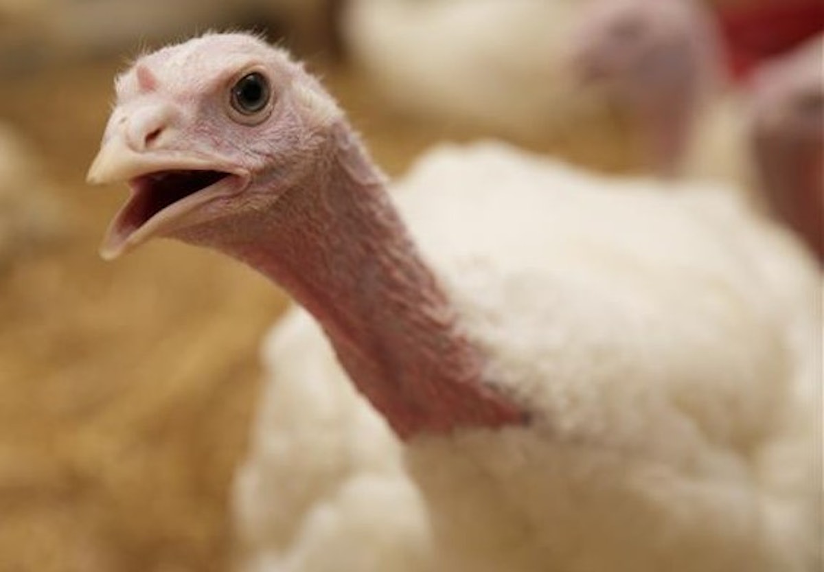 HPAI hits turkeys in North and South Dakota, ducks in Indiana