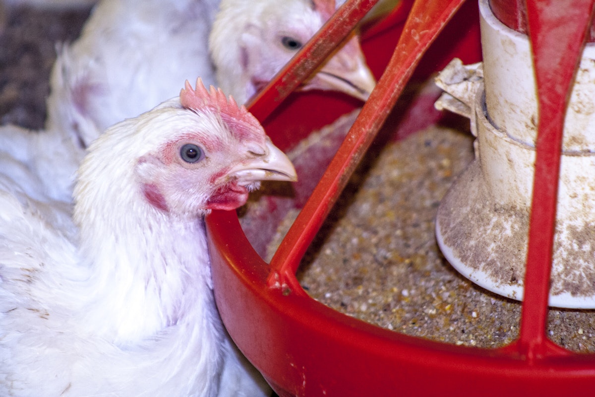 Coccidiosis Management: Strategies for Poultry Health