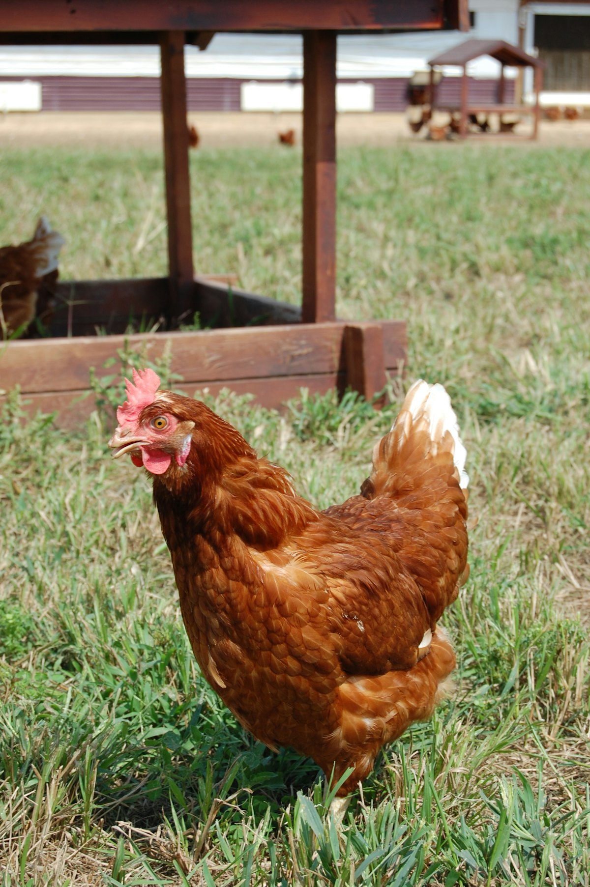 Small US egg farms drive FDA registration growth