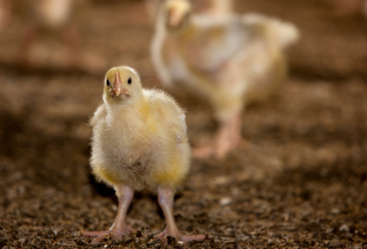 Envisioning an autonomous future for poultry operations