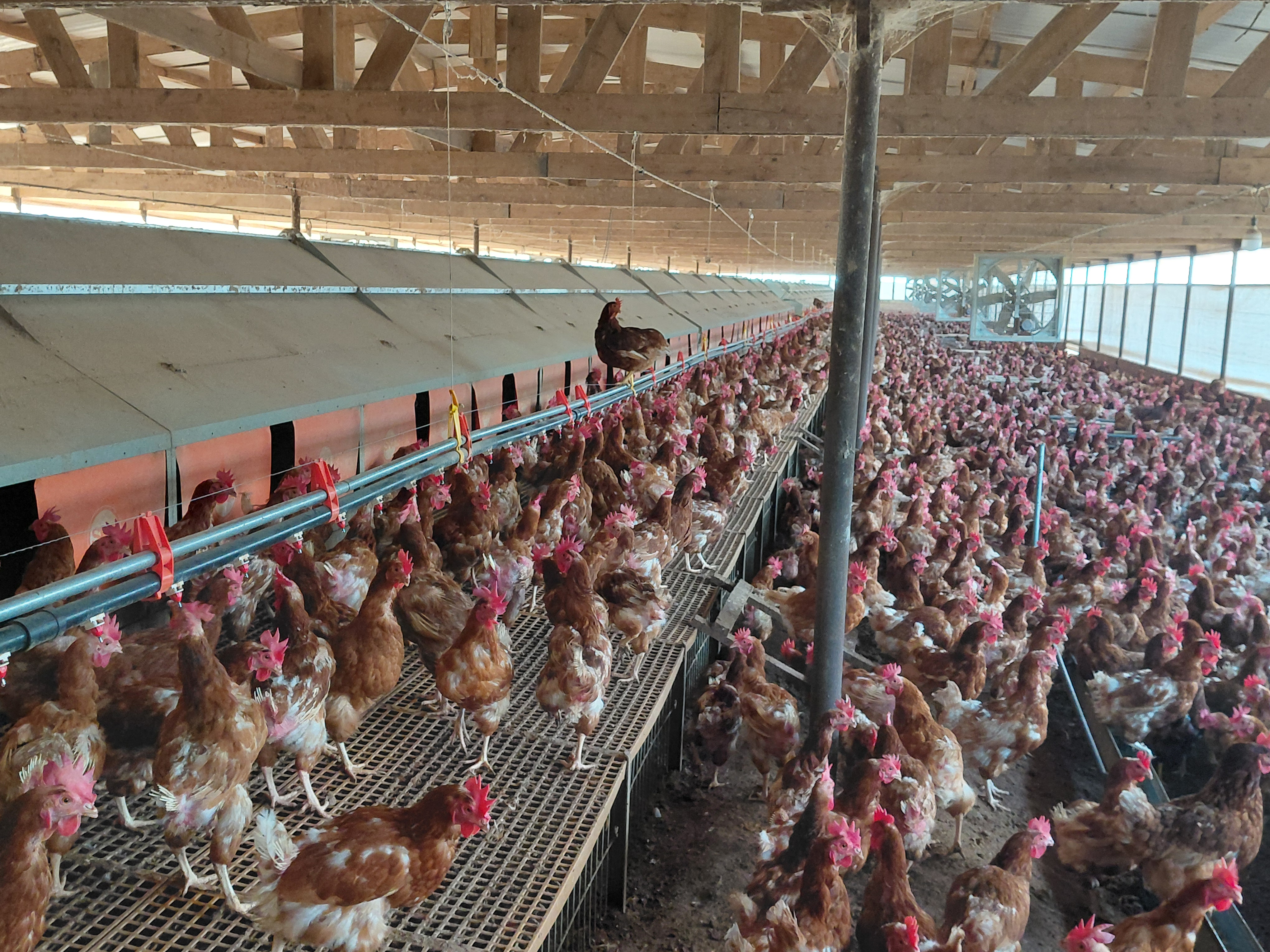 Asia, Latin America driving global egg sector growth