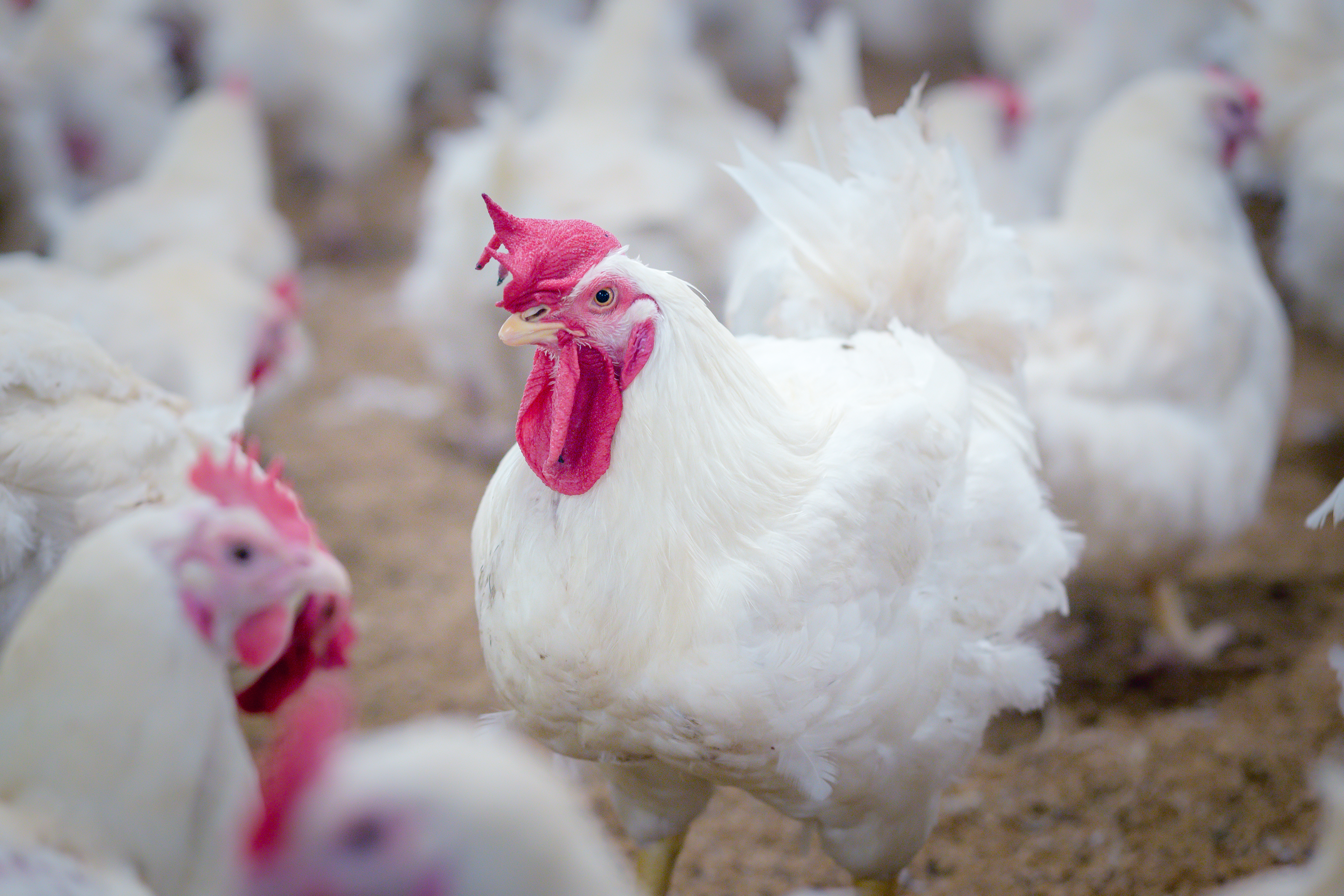 How concentrated are the US broiler and turkey industries?