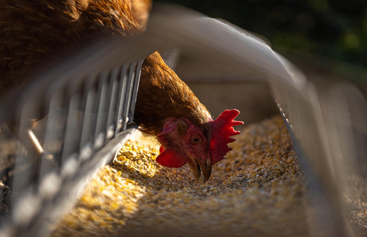 Brazilian demand for poultry feed resilient in 2025