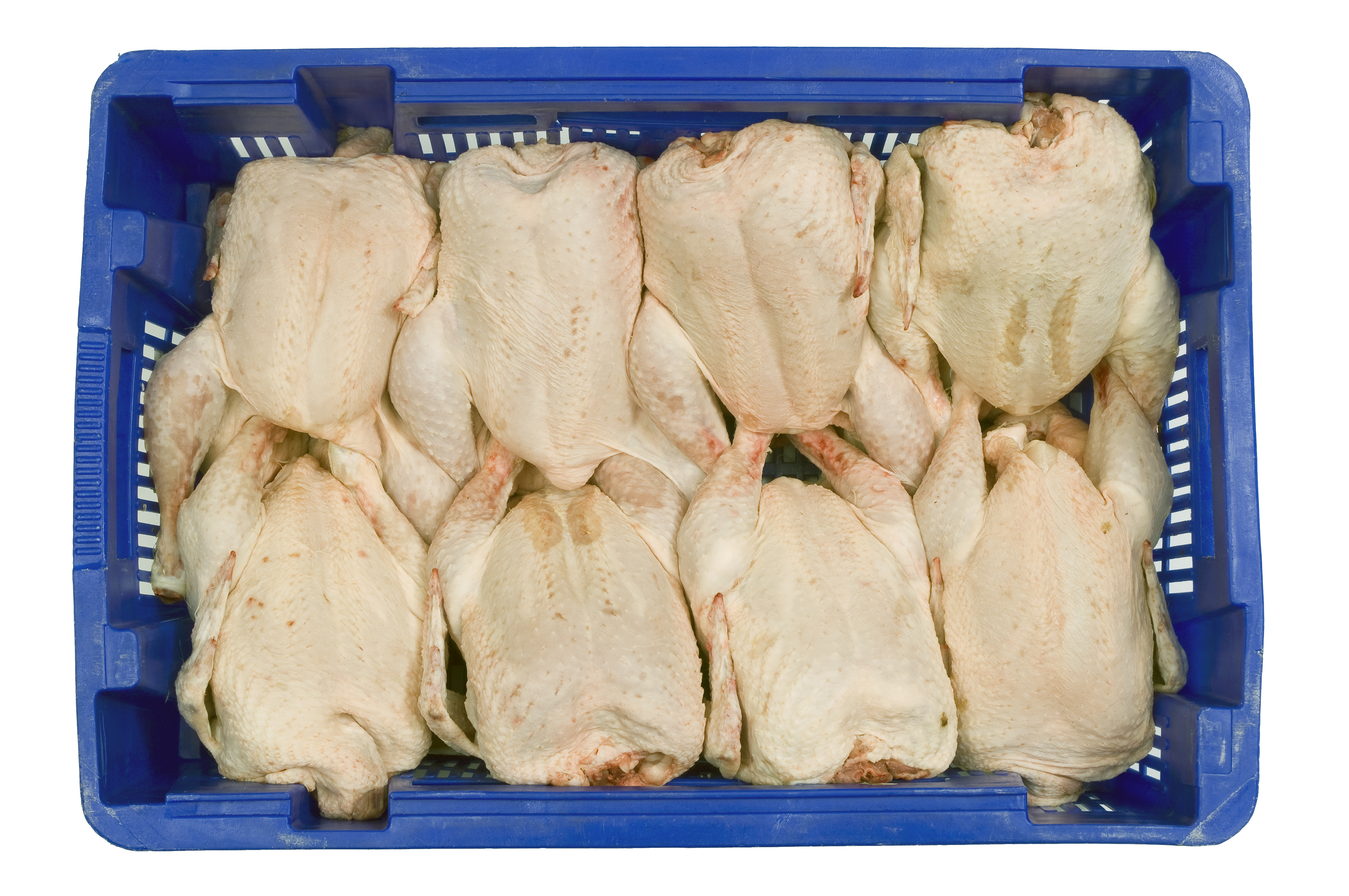 Does Salmonella Kentucky make performance data misleading?