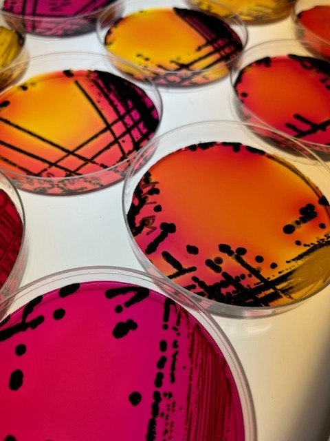 Salmonella vaccination proved effective in broiler breeders