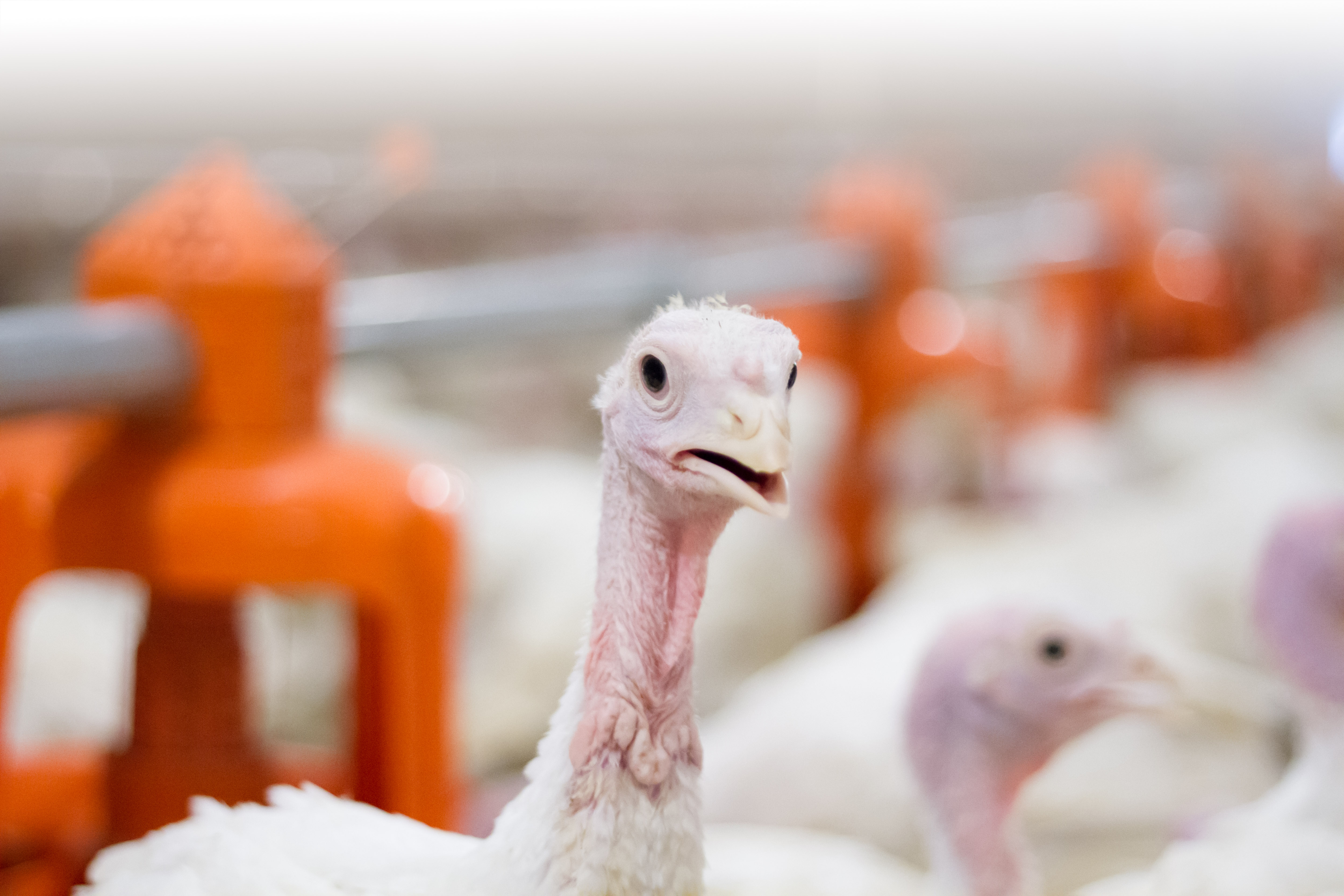 US turkey industry rebounds in second half of 2025