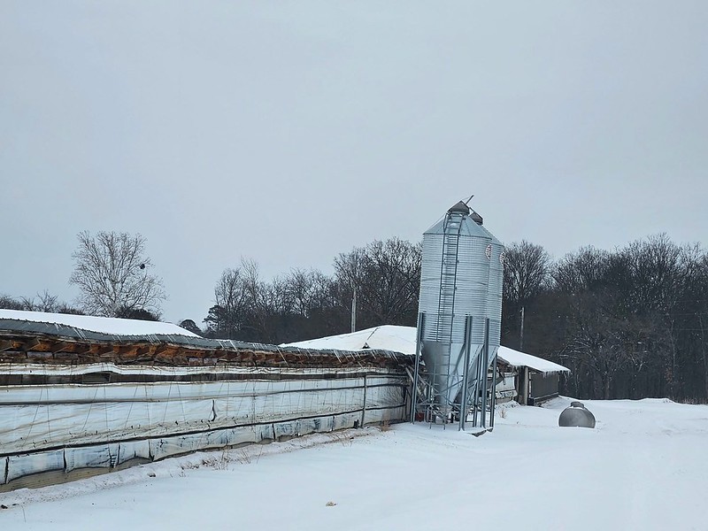 Arkansas poultry sector hit hard by winter storms