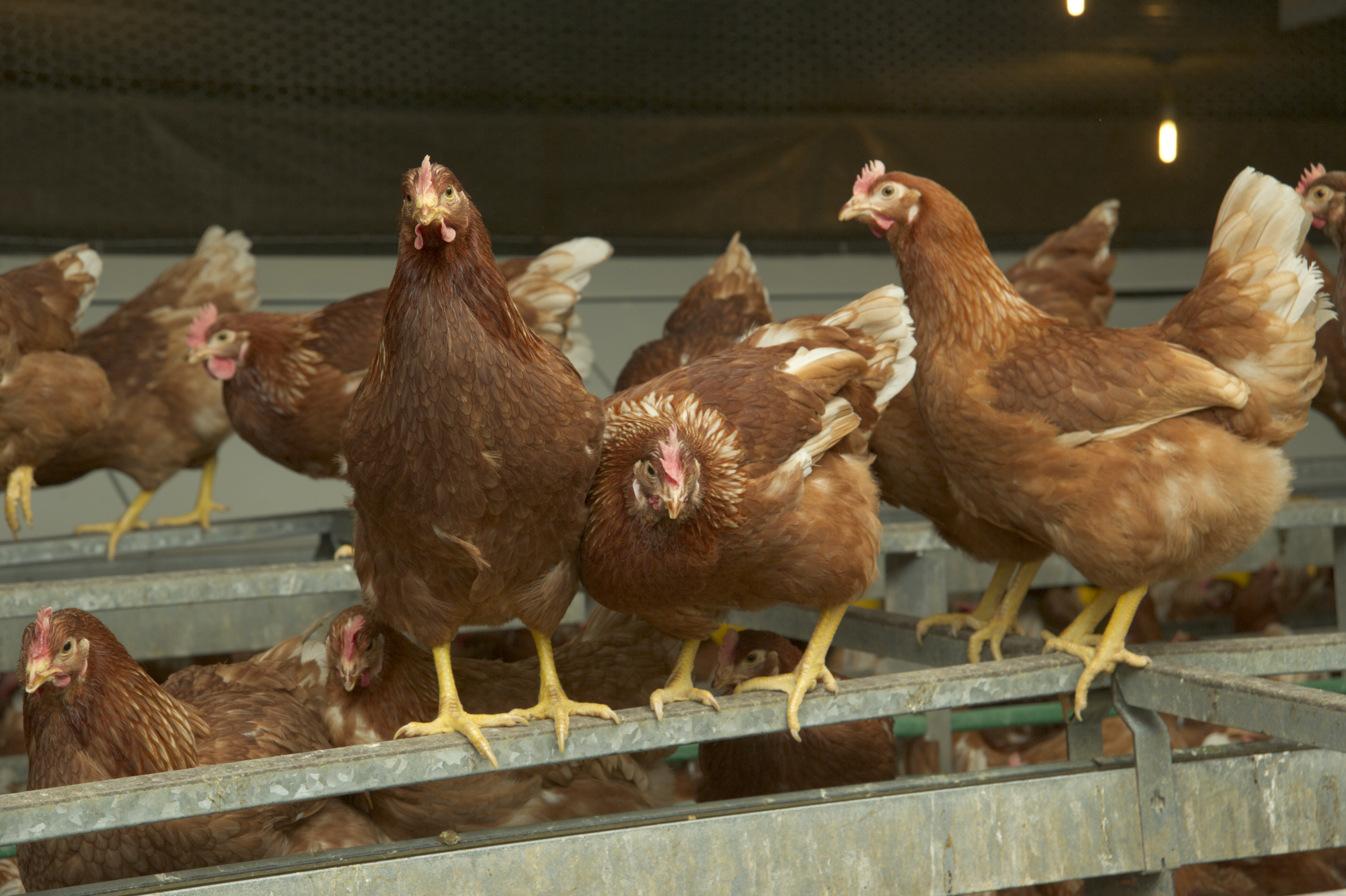 Newcastle disease hits 8 laying hen flocks in Germany