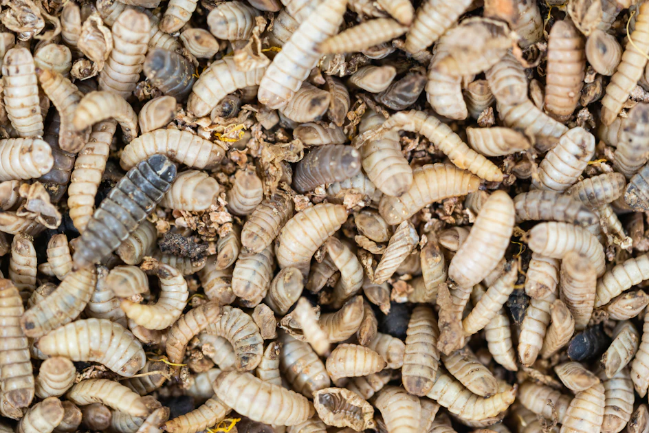 Forage Fly Insect Foraging for insects boosts broiler health, welfare | WATTPoultry.com