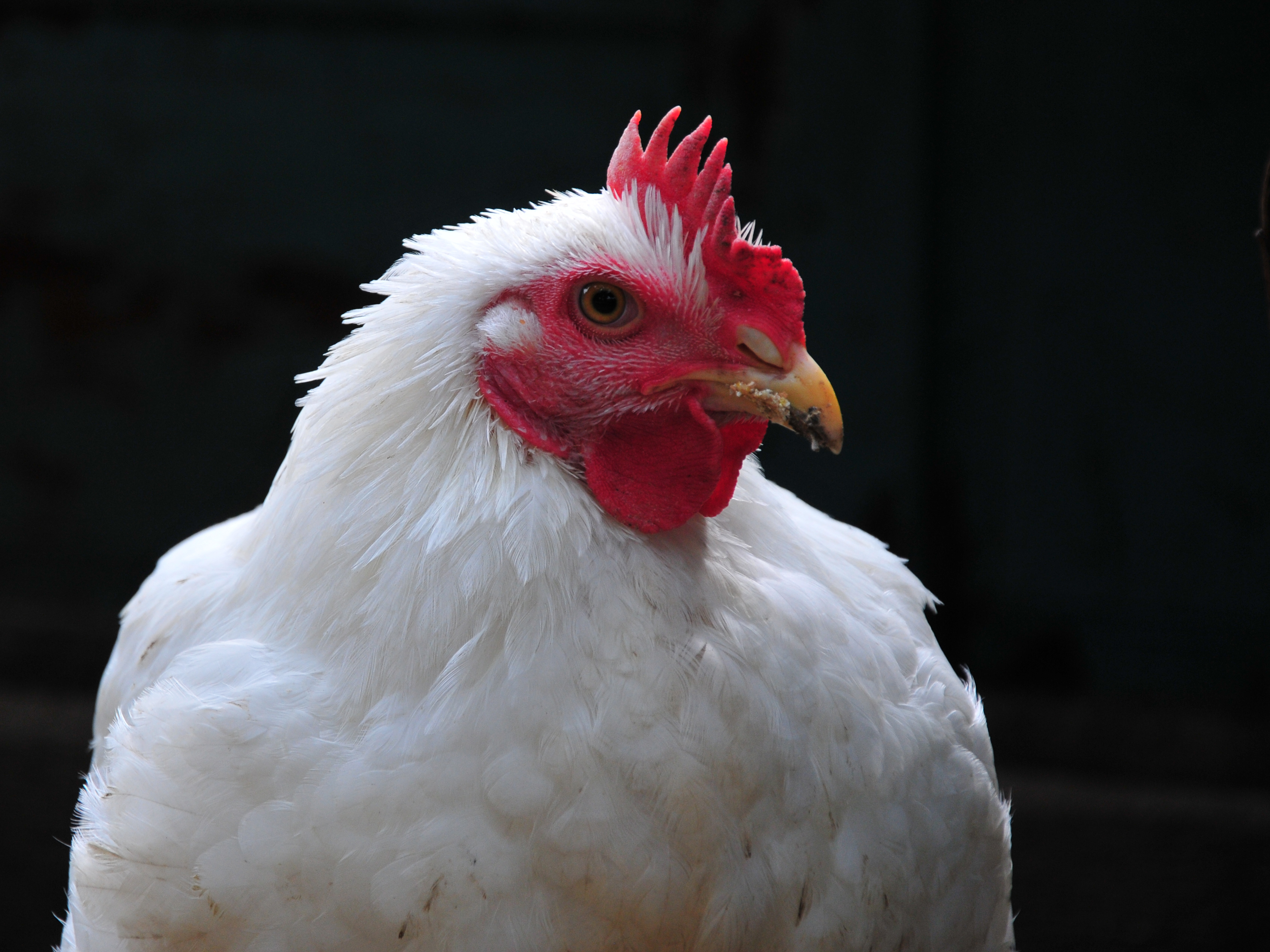 More avian flu outbreaks on Nepal’s poultry farms