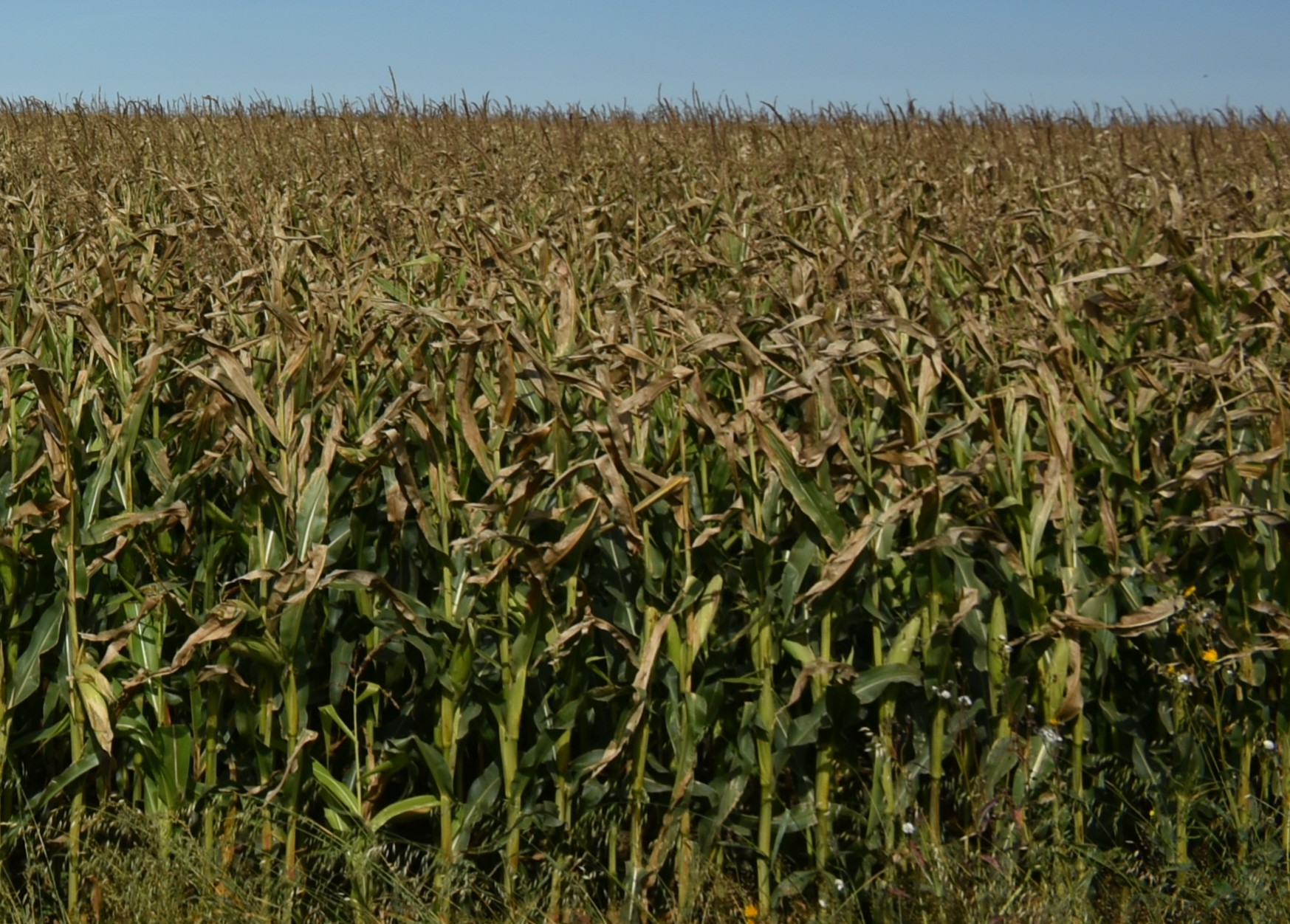 Applegate commits $50,000 to cut nitrogen fertilizer use | WATTPoultry.com