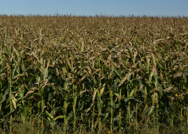 Applegate commits $50,000 to cut nitrogen fertilizer use | WATTPoultry.com