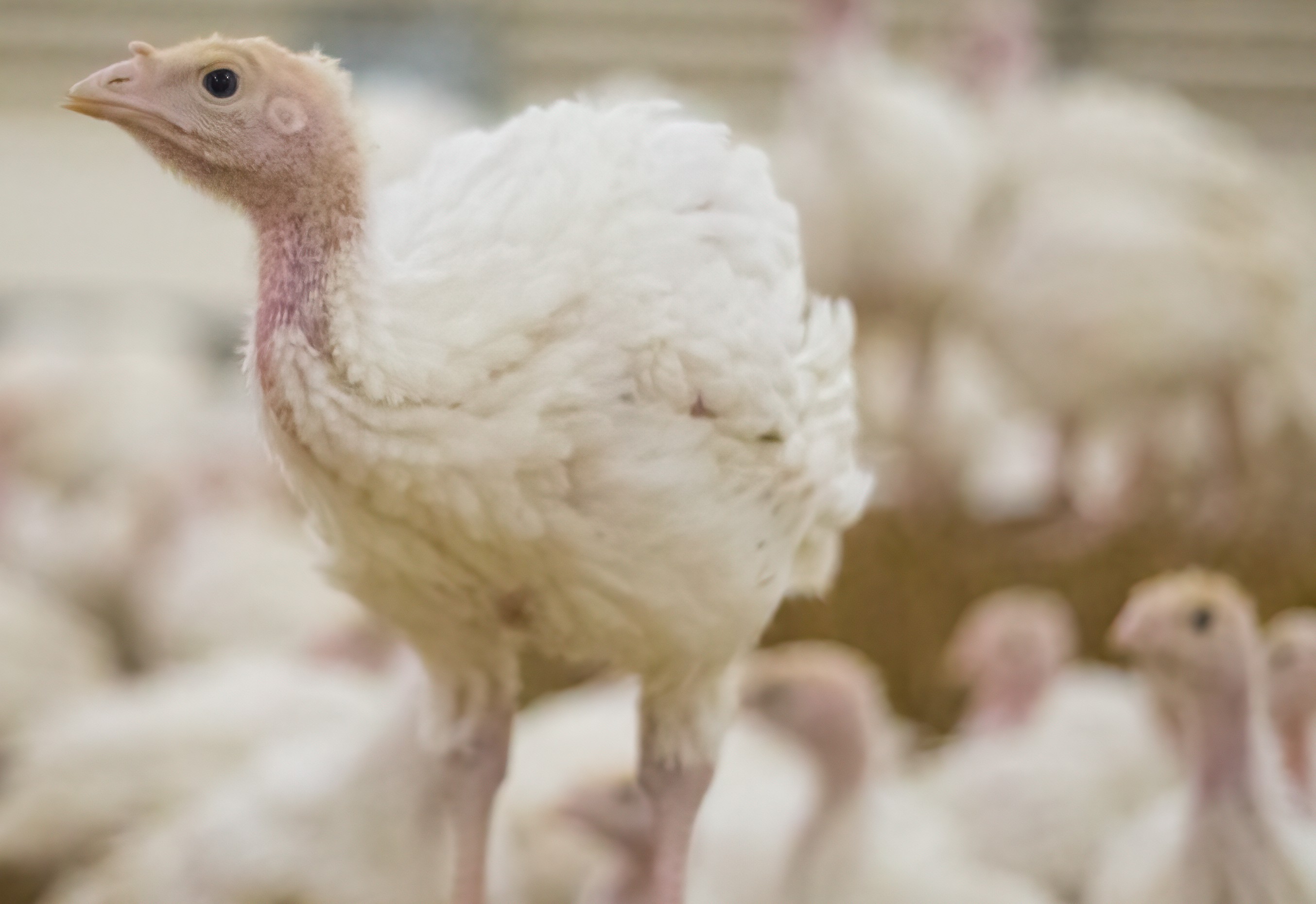 SDSU research says aMPV is more of a trigger than a killer