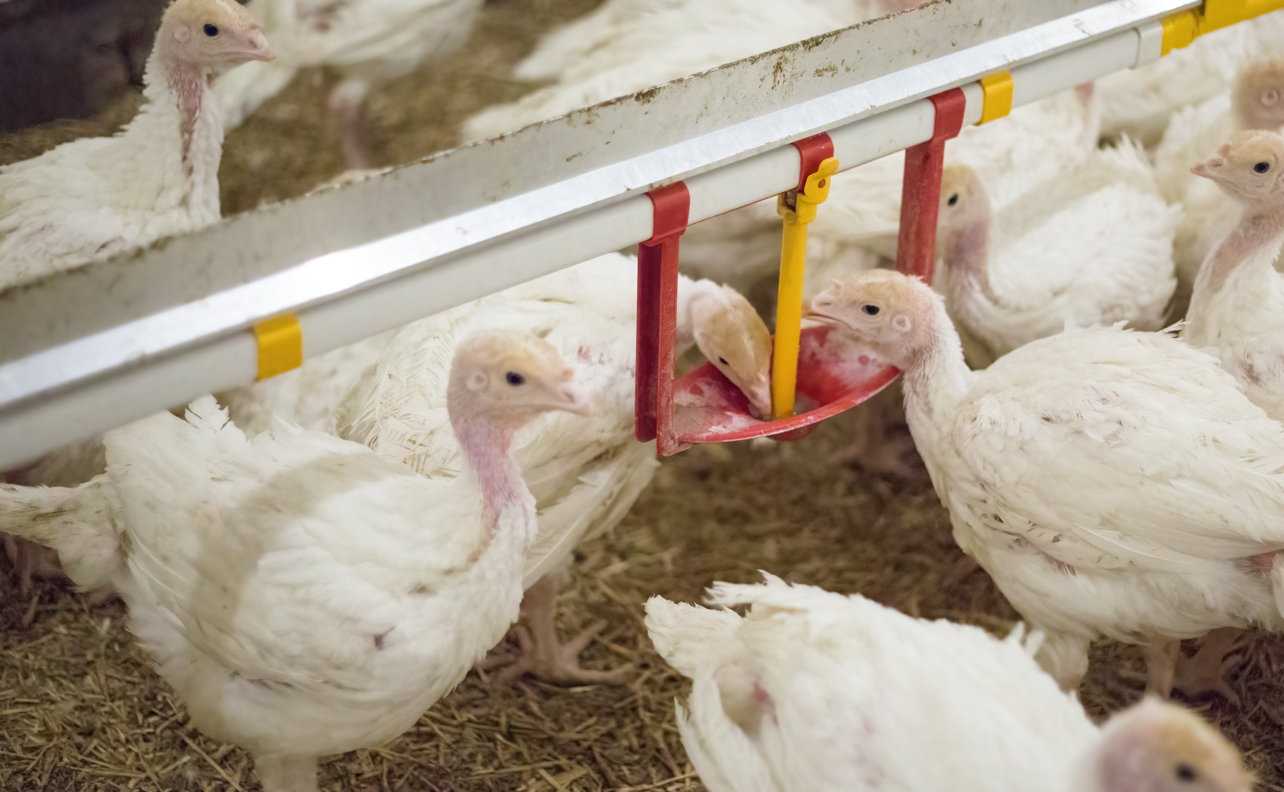 Avoid being AWFUL at turkey production