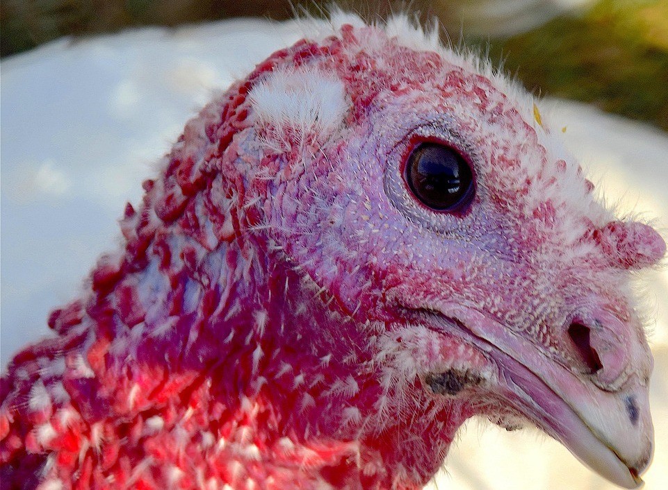 Avian flu hits turkeys in three northern states