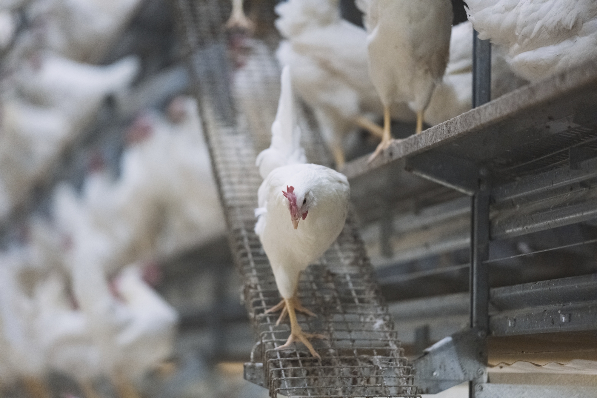 Trade policy chaos complicates US egg industry planning