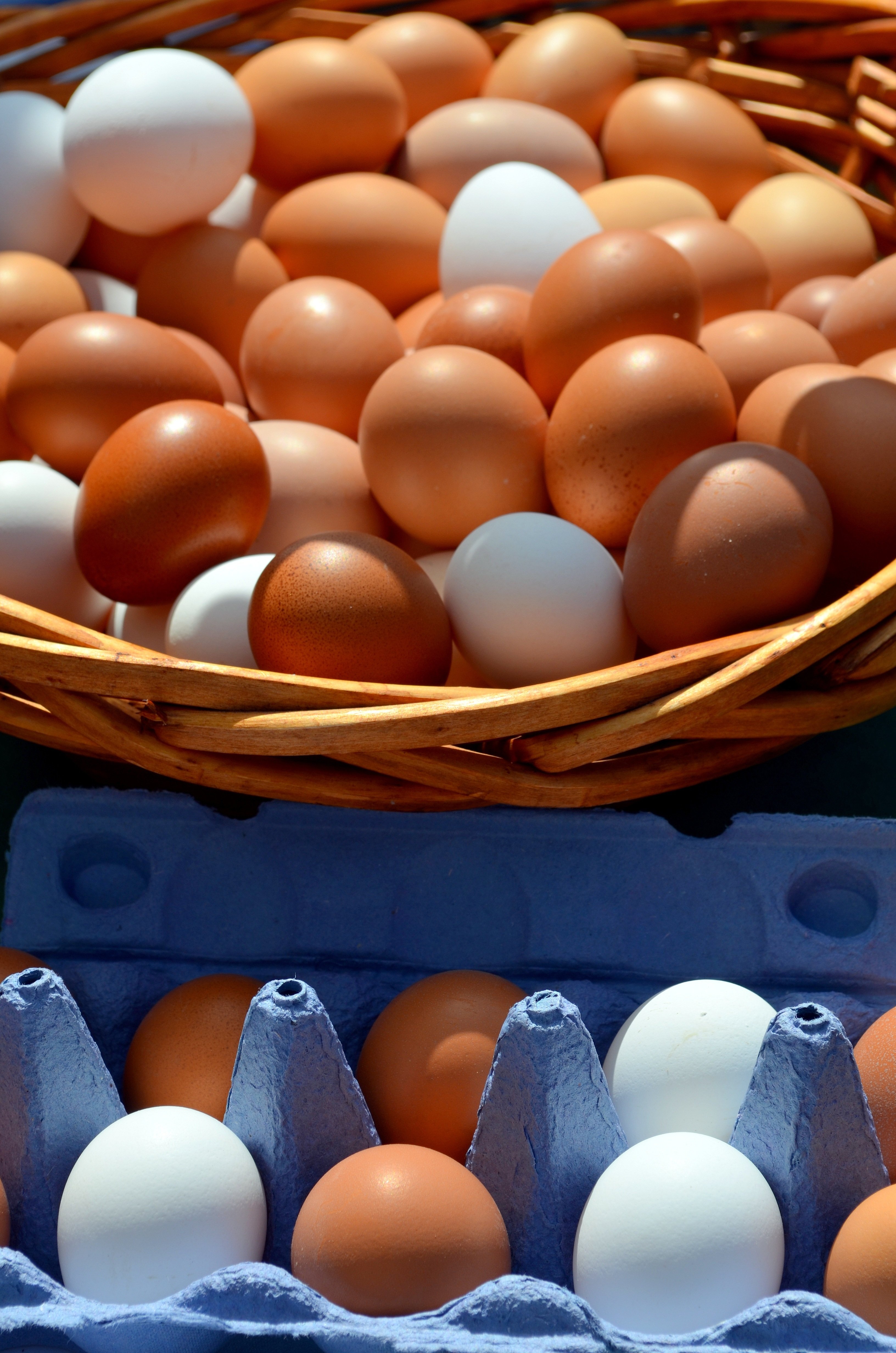 Can Brazil’s egg exports repeat 2025’s record performance?