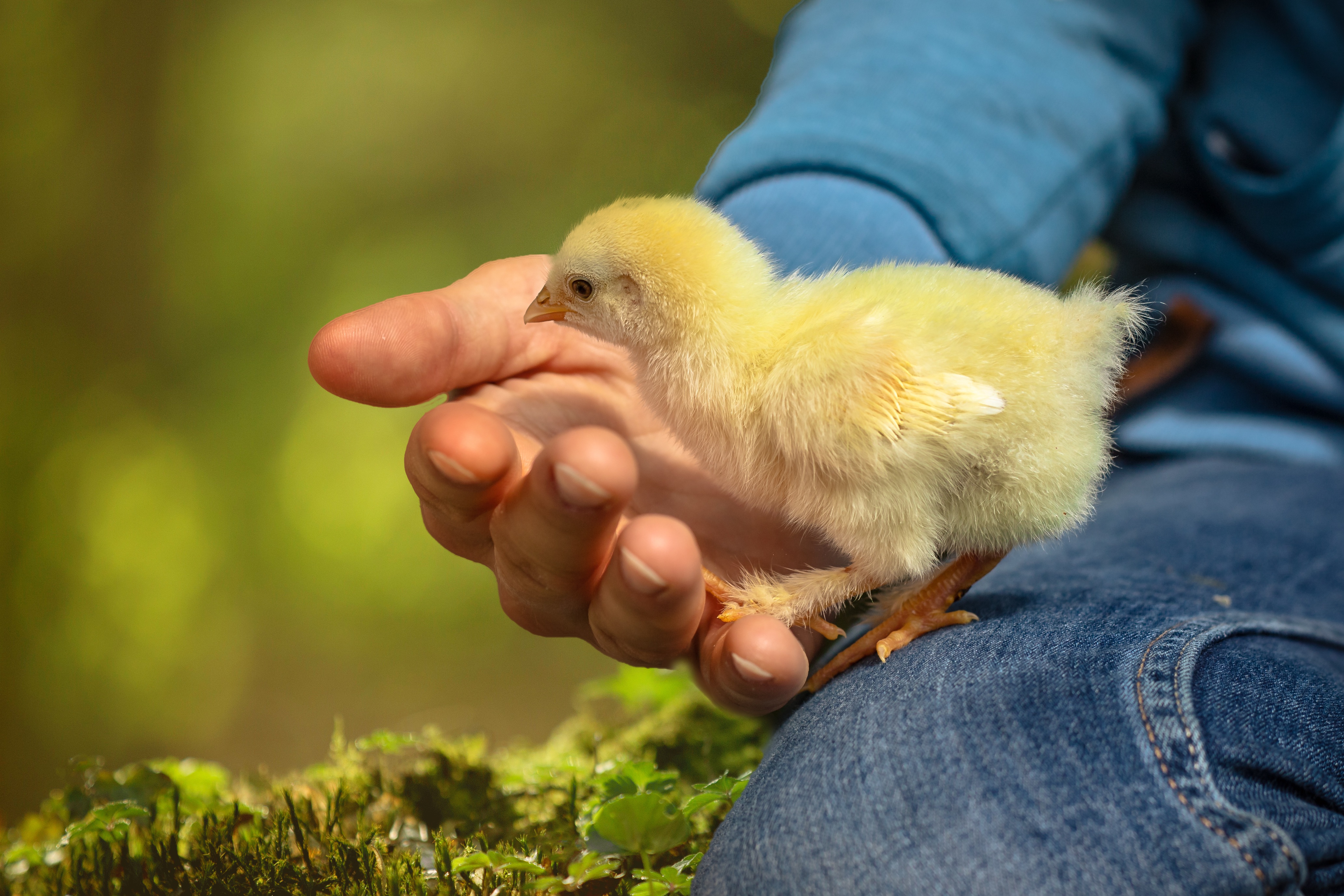 Chile at the forefront of welfare in livestock production