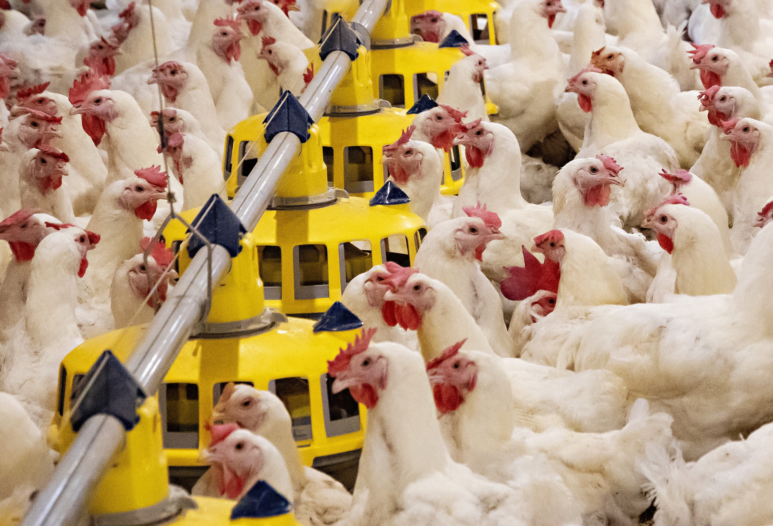 Plukon Food Group to acquire Avimosa