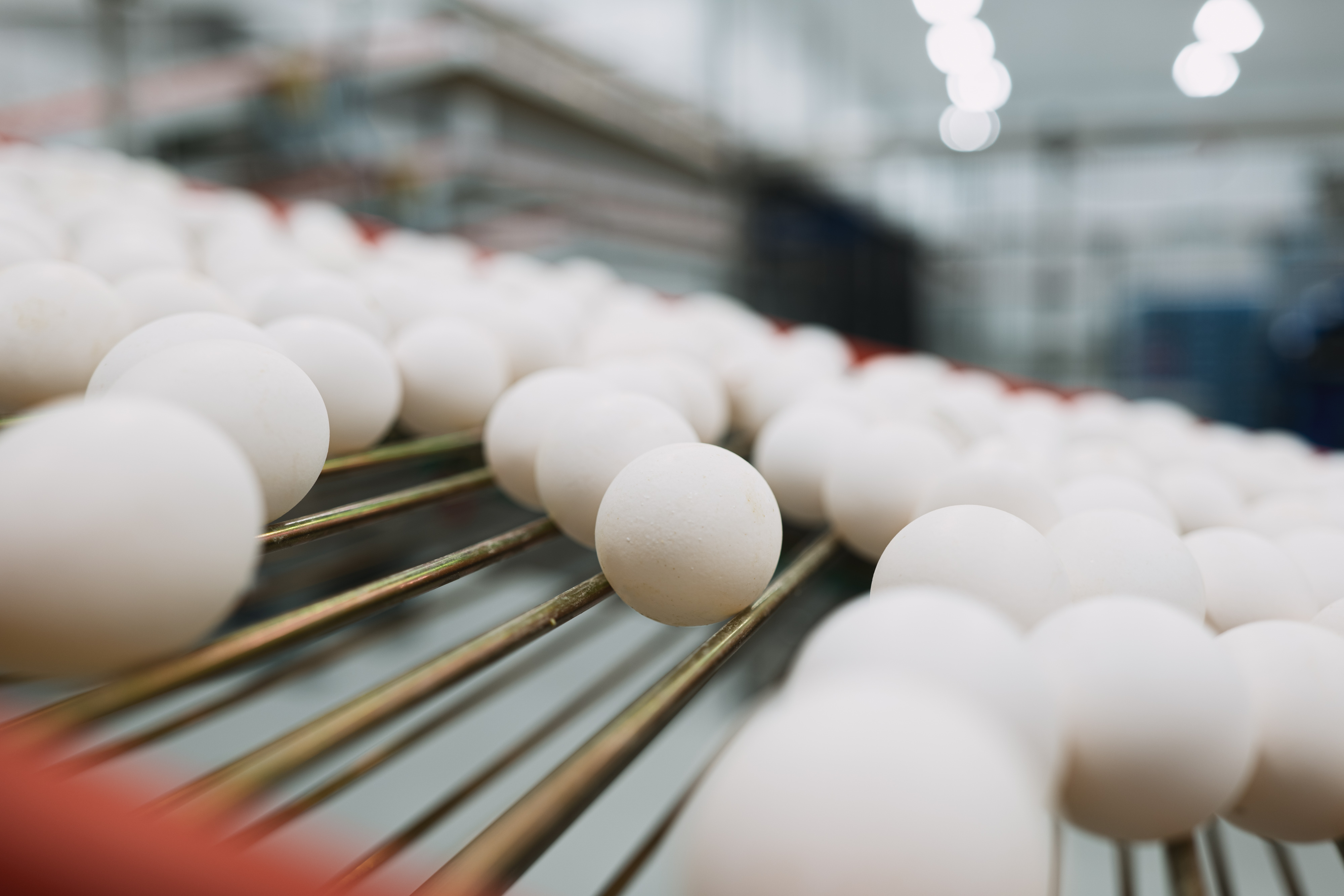 Why oversupply, egg prices are hurting US producer margins