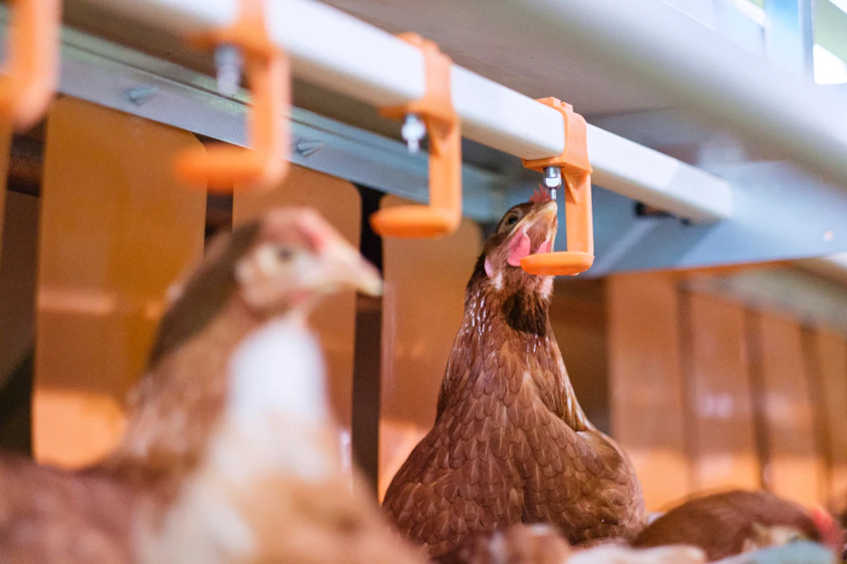 Learn how poultry behavior can help reveal welfare gaps