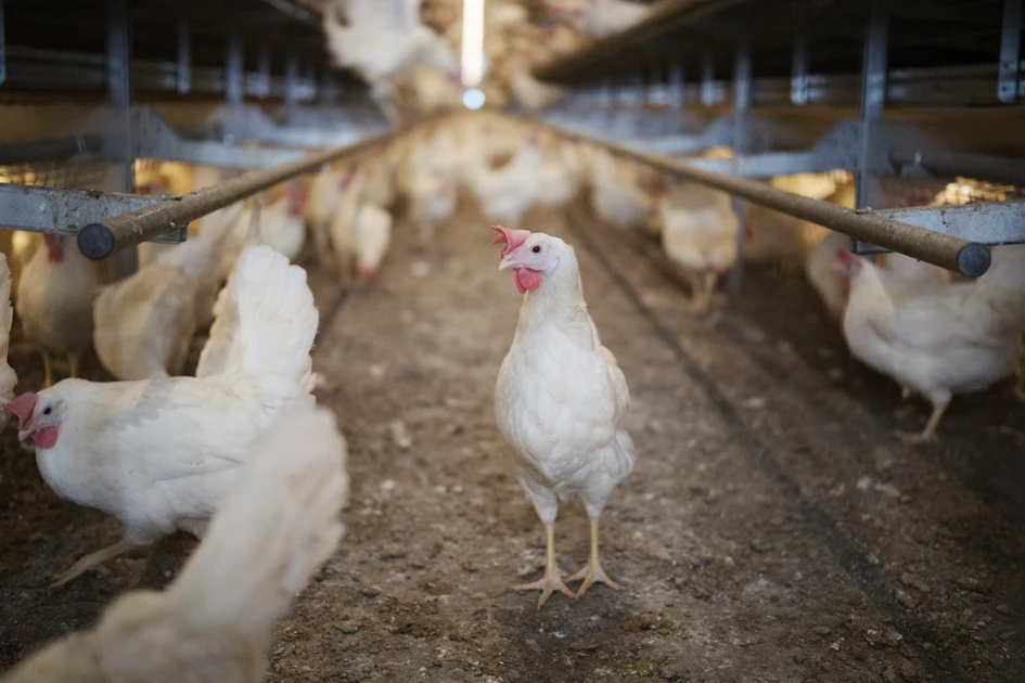 Nutrition offers realistic path to layer Salmonella control