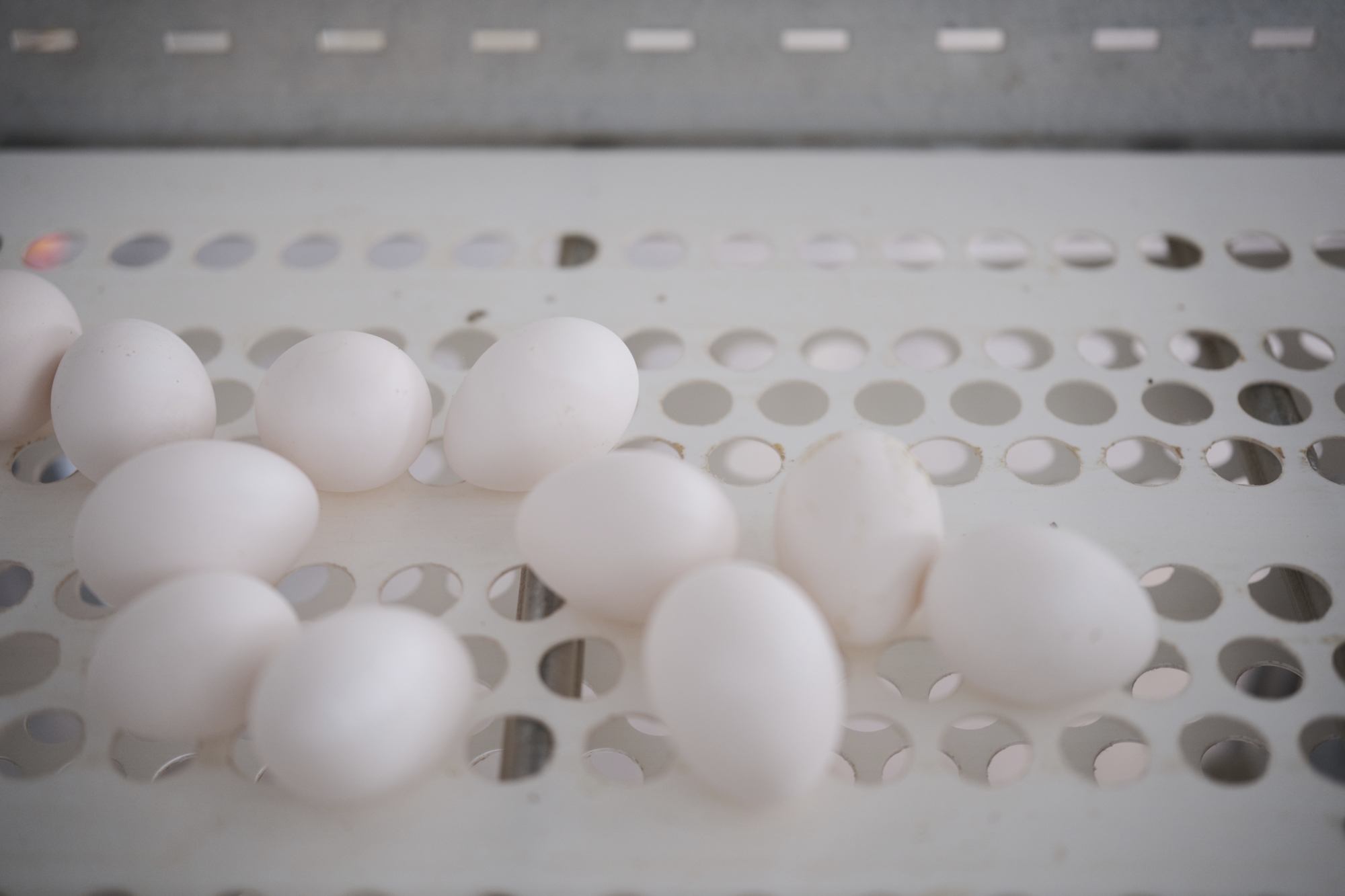 EggSolutions Vanderpol’s breaks ground on expansion