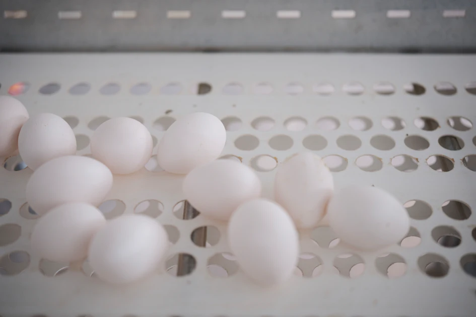 EggSolutions Vanderpol’s breaks ground on expansion