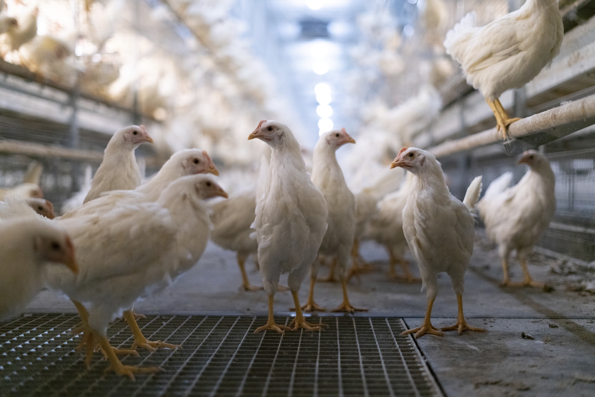 Coryza vaccine formula can drive pullet reaction severity