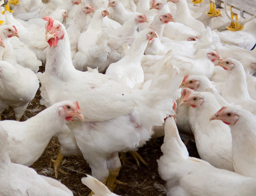 First chickens produced at mega-farm complex in Vietnam