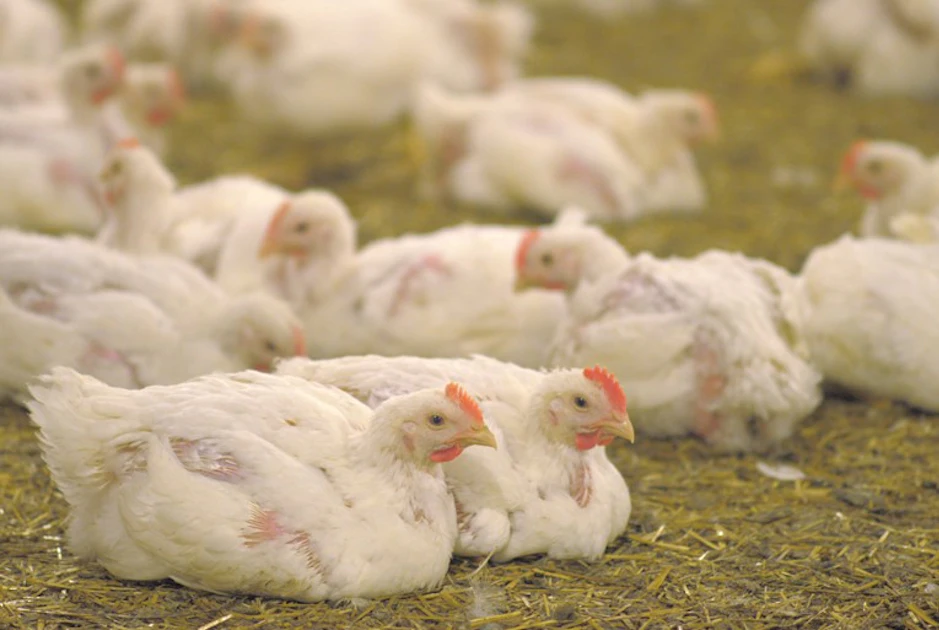 Gradus AD acquires poultry complex in Bulgaria