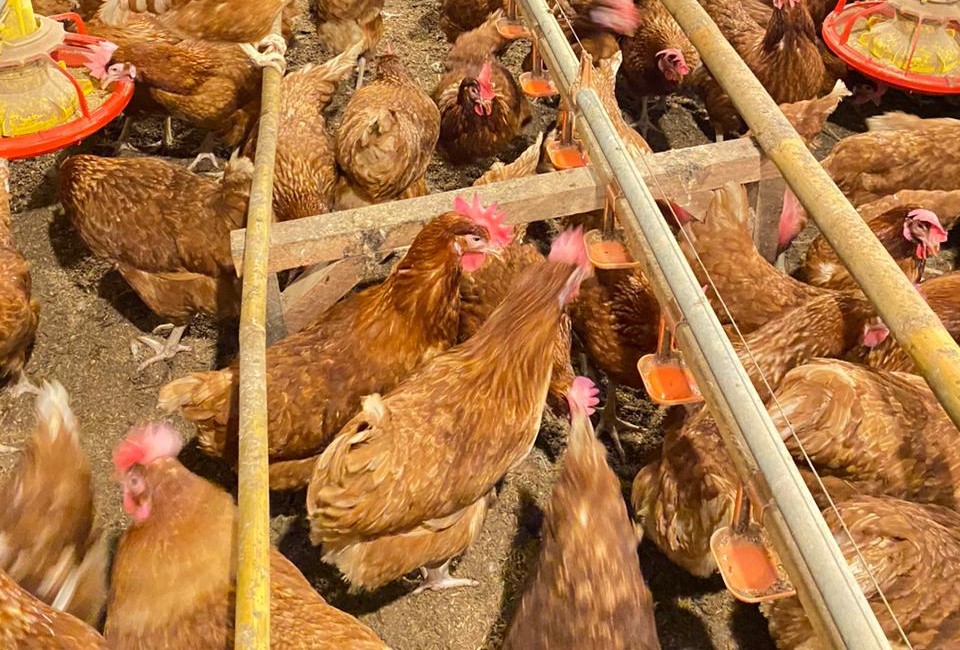 WMU plans major cage-free egg expansion in Indonesia
