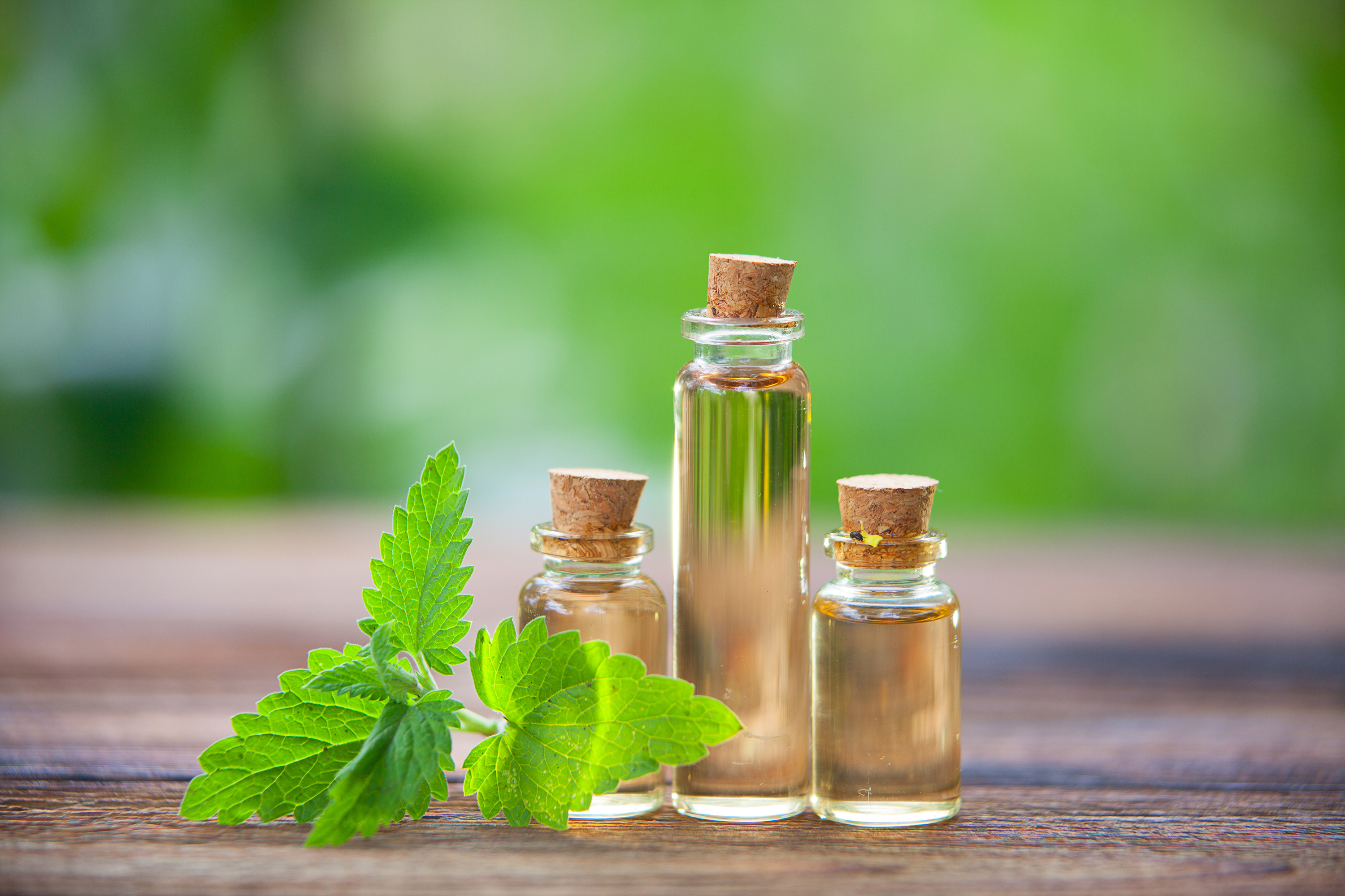 Catmint oil shows promise as HPAI disinfectant for poultry