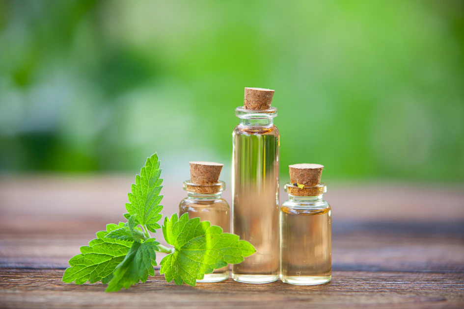 Catmint oil shows promise as HPAI disinfectant for poultry