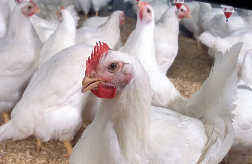 Top 10 poultry technology trends of 2026 (so far)