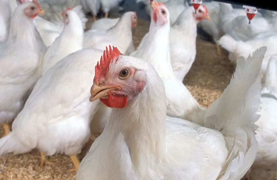 Top 10 poultry technology trends of 2026 (so far)