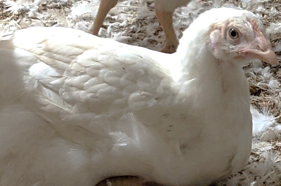 MHP acquires Nitsiakos poultry company of Greece