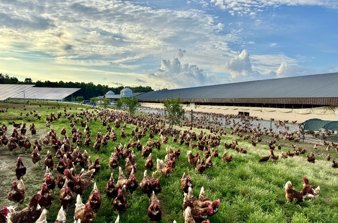 Solar cuts electricity costs for Handsome Brook Farms