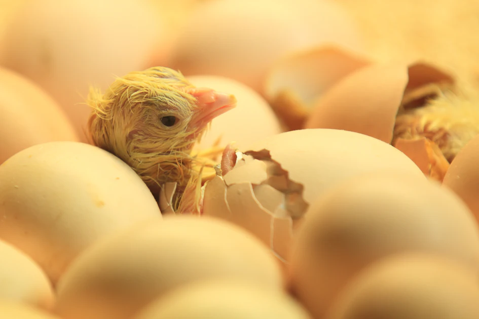 UVC disinfection could aid egg hatchability, chick quality